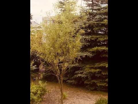 Airscape - Sosei  (AZi Remix )