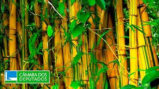  Regulamentação da Política Nacional de Incentivo ao Manejo do Bambu - 16/12/2025 14:00