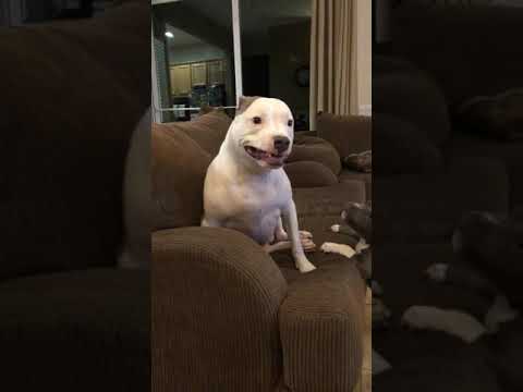 Perro ._.XD completo