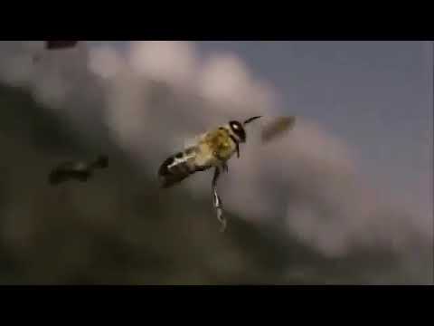 Angalia maajabu ya nyuki..