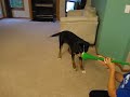 Pes vs Vuvuzela (Tearon) - Známka: 1, váha: obrovská