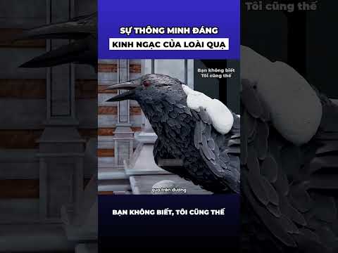 The Amazing Intelligence of Crows