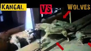 3 Wolves  Attack 1 Kangal . This End Up Badly For Wolves   (01.1.2022)
