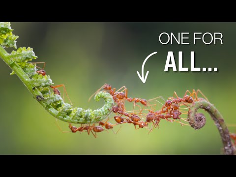 Inside the Ant Colony