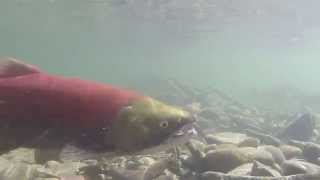 preview picture of video 'Sockeye Salmon at Shuswap Falls BC'