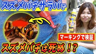 【疑惑を検証！】スズメバチサラバでスズメバチは死ぬのか！？