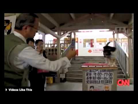 Cat station master contributes $10 million to the economy of a rural town in Japan