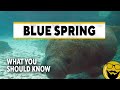 8 Things You Should Know Before Visiting The Manatees At Blue Spring State Park Florida Travel