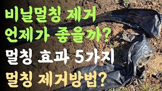 비닐멀칭 제거, 언제가 좋을까? 멀칭효과 5가지? 비닐멀칭 제거방법?