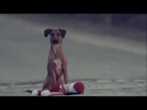 Quatro Patas De Amor - Marcus Eni