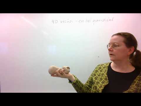 Trift Kroppen: graviditet åk 8