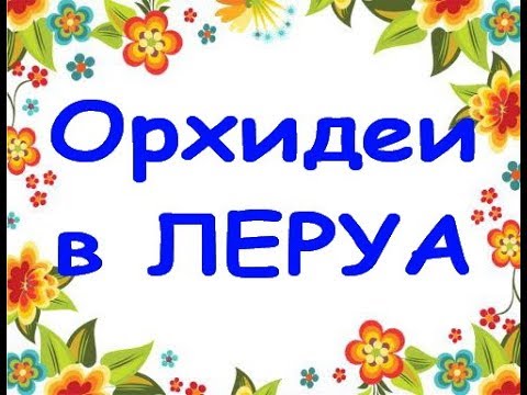 ЛЕРУА:ОРХИДЕИ(онцидиумы,брассии),20.09.19,Самара,"Космопорт".Приветы Ольге и Елене!