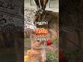 Hare Vs Rabbit