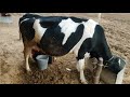 HF COW Live Milking Cow Milking By Hand Evening Daily Village Life Journey