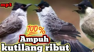 Download lagu suara pikat kutilang ribut mp3.. panggil kutilang liar paling jitu. 💯% ampuh mp3