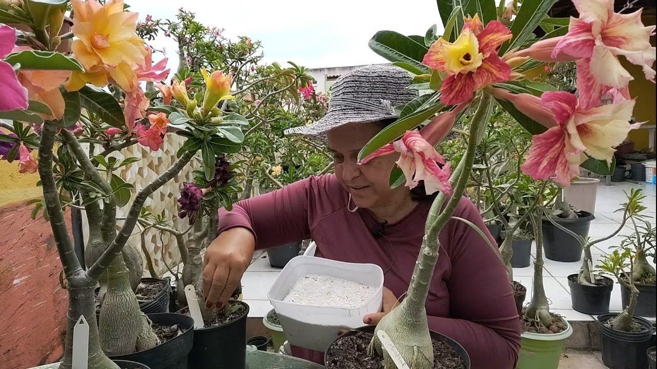 Como fazer florir sua Rosa do deserto em até um MÊS?