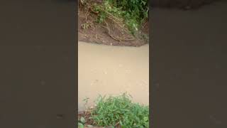 Download lagu mancing di sungai saat hujan gerimis,tapi malah nemu,apaan tuh...#short mp3