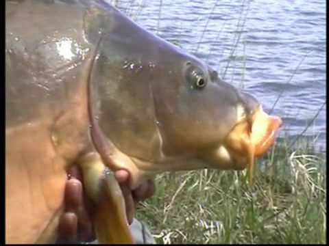 Big Carp in France, Grote karper in Frankrijk