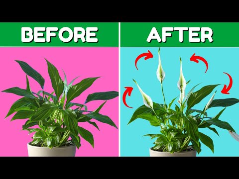 Top 5 Peace Lily Care Tips You Need to Know