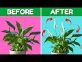 Top 5 Peace Lily Care Tips You Need To Know