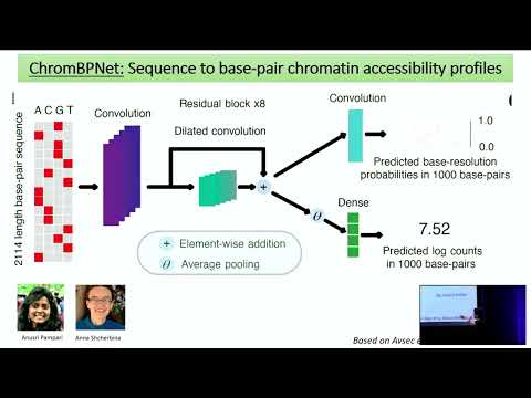 MLHC 2023 - Anshul Kundaje - "Deciphering regulatory genomic syntax and disease-associated genet..."