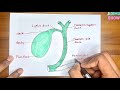 How to draw human Gallbladder step by step drawing tutorial