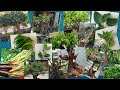 Inilah 25 tanaman disekitar kita yang bisa dibuat bonsai - hobi bonsai