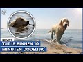 Tips: zo voorkom je oververhitting bij huisdieren