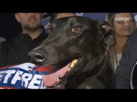 Droopy's Trapeze at Kinsley Greyhound Stadium