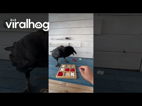 Raven Plays Tic-Tac-Toe || ViralHog