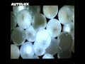 Autolux - Asleep at the trigger (Subtitulada)