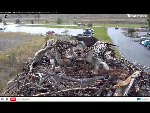 2012 Hellgate Canyon Osprey Cam_07202012_704PM