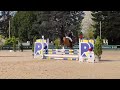 Castrone PFS Pony Francese da Sella In vendita 2015 Baio