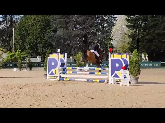 Castrone PFS Pony Francese da Sella In vendita 2015 Baio