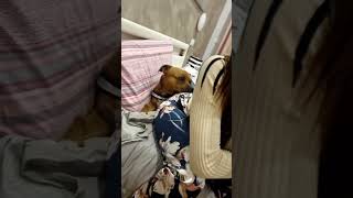 Girl Fart on Dog… He’s the Lucky One? 😂🐶💨