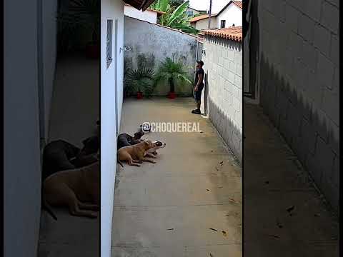 O Ifood chegou de Surpresa para Os Cães! 🤣 #Pitbull