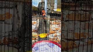 Download lagu MANTENAN HIMALAYA - ZIBRAN BURUNG mp3