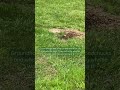 Groundhog whistling!
