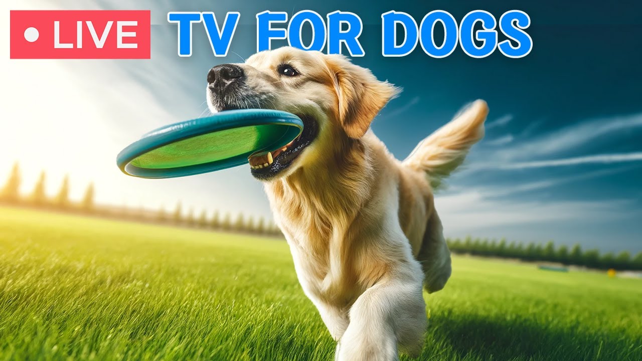 🔴 24 hours of Dog Music🎵Calming TV for Dogs with Anxiety🐶🩷Dog Stress Relief & Deep Relaxation Music