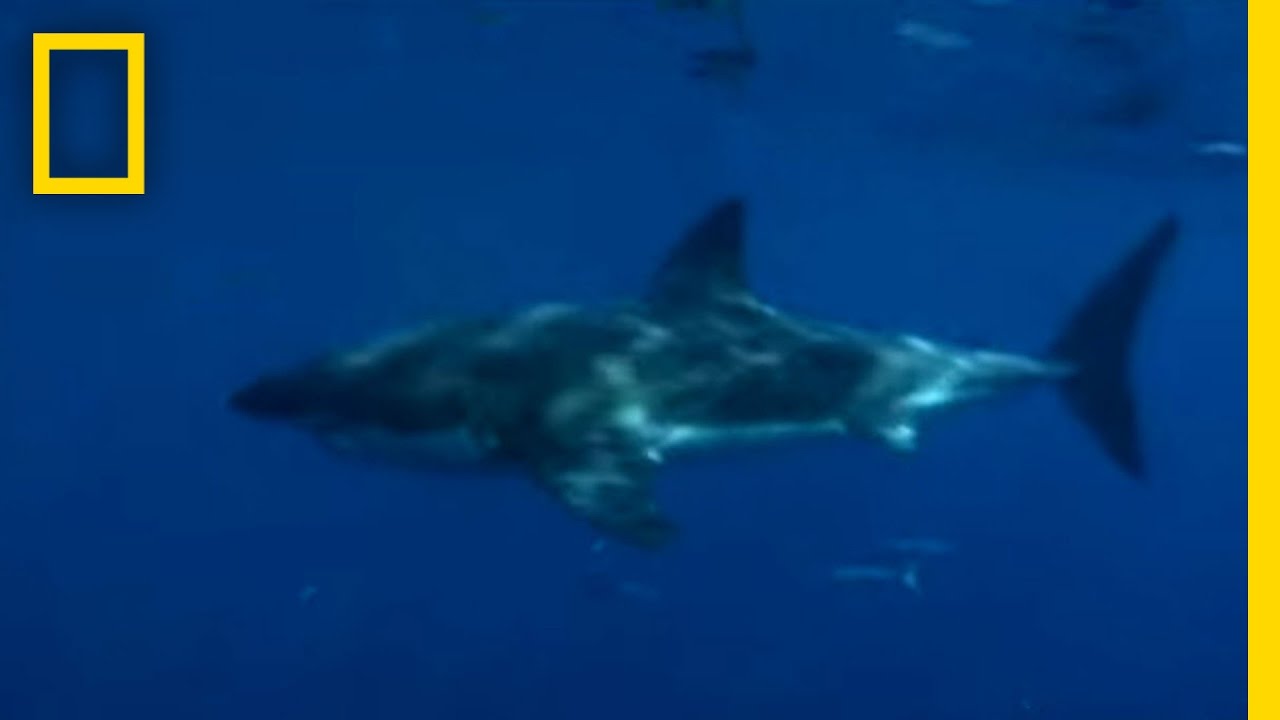 The Art of Seducing Sharks | Expedition Great White