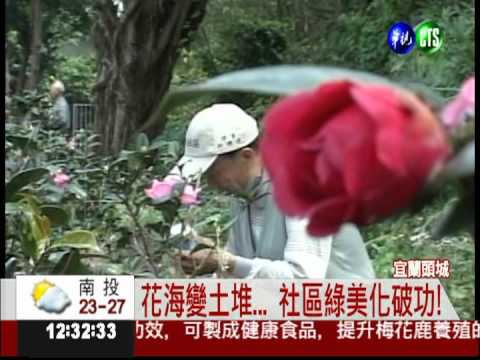 花海光禿禿... 頭城通緝採花賊!