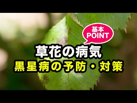 黒斑点バラ病を治療および予防することはできますか?  庭園