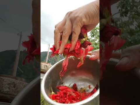 Flower Foraging To Make Natural Plant Dye