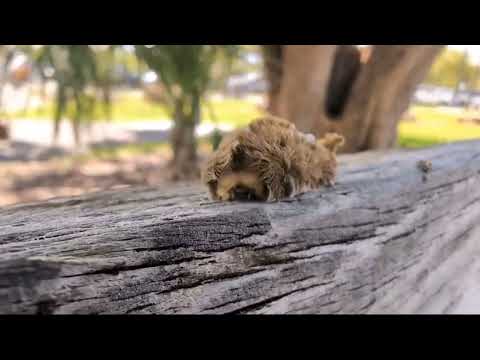 Co to jest? Czy jest niebezpieczne??? #strangerthings #ugryzienie #ból #speed