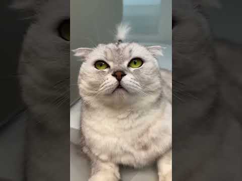 I won t joke with sampath anymore#cat #cats#catvideo