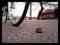 Intim Torna Illegál - Kedvenc Mindenem a Biciklim ...