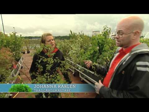 Plantagen 4- Stilar, buskar.mov