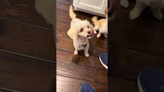 Video preview image #1 Maltese-Unknown Mix Puppy For Sale in Corona, CA, USA