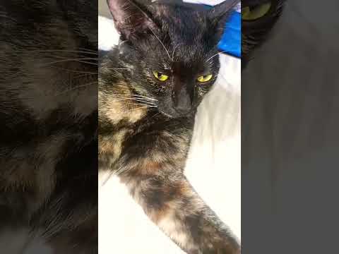 #cutestreetcats #cat lovers Sujatha Carestraypaws Street cat lovers 😻 save the Street cat 😺