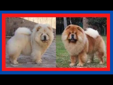 ✅el perro CHOW CHOW ✅, cachorro,bebe,negro,blanco,peleando,panda,grande,precio